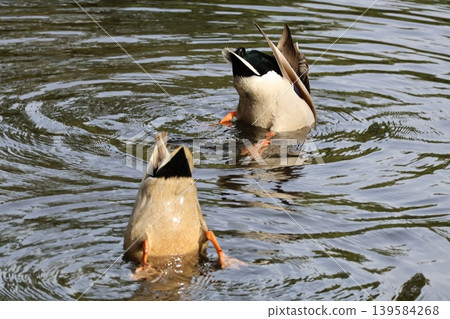 加浦公園:鴨子藝術游泳 加浦公園:鴨子藝術游泳 139584268