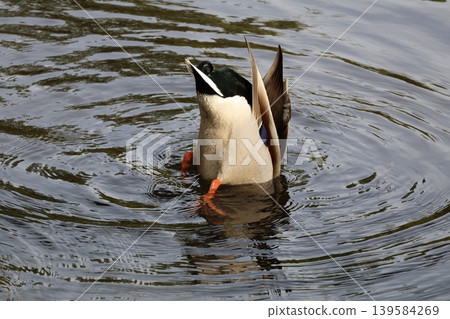 Ducks diving into the pond at Gappo Park Ducks diving into the pond at Gappo Park 139584269