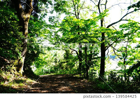 初夏時節，陽光透過翠綠的樹葉灑在山間小路。 139584425