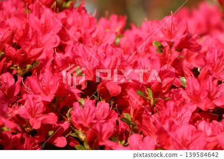 Gappo Park: Vibrant Azaleas Gappo Park: Vibrant Azaleas 139584642
