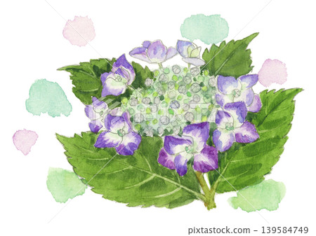一幅繡球花的水彩插圖。 一幅繡球花的水彩插圖。 139584749