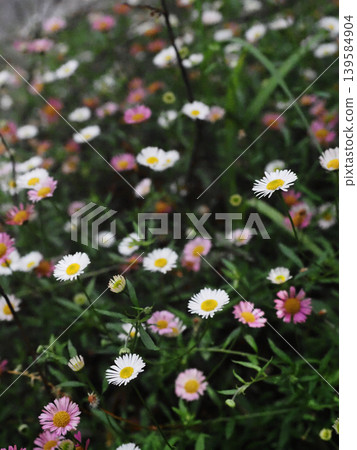 Thin, delicate aster flowers by the riverside roadside (a cluster of small chrysanthemums from the upper reaches of the Yoshino River) 139584904