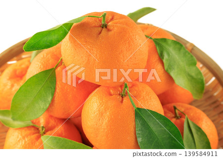 Fully ripened Ponkan oranges with leaves, from Kishu. Fully ripened Ponkan oranges with leaves, from Kishu. 139584911