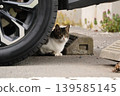 A cat relaxing in the shade of a car. 139585145