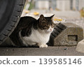 A cat relaxing in the shade of a car. 139585146