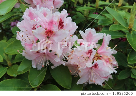 Rhododendron flower Rhododendron flower 139585260