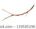 Watercolor tree branch isolated on white background, hand painted natural twig with organic shape and textured bark detail for botanical design, rustic decoration, packaging and clipart use 139585296