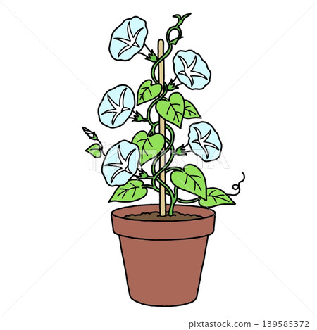 盆栽淺藍色牽牛花 盆栽淺藍色牽牛花 139585372