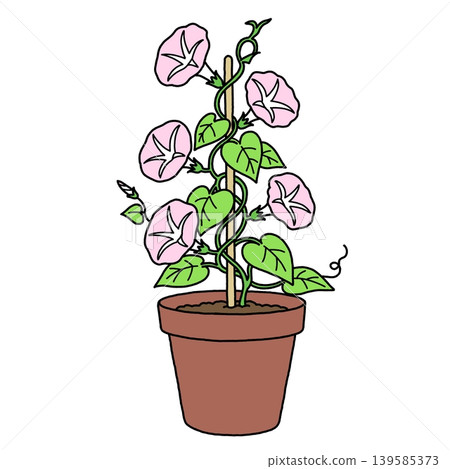 盆栽粉紅牽牛花 盆栽粉紅牽牛花 139585373