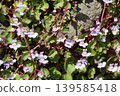 Ivy-leaved toadflax blooming in the garden 139585418