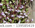 Ivy-leaved toadflax blooming in the garden 139585419