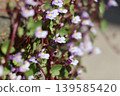 Ivy-leaved toadflax blooming in the garden 139585420