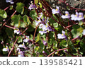 Ivy-leaved toadflax blooming in the garden 139585421