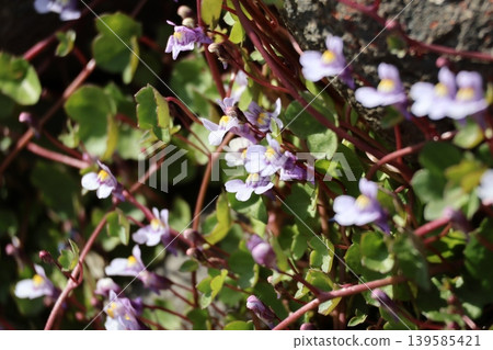 花園裡盛開的常春藤葉亞麻薺 花園裡盛開的常春藤葉亞麻薺 139585421