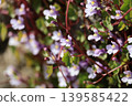 Ivy-leaved toadflax blooming in the garden 139585422
