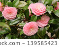 Beautiful pink camellias 139585423