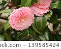 Beautiful pink camellias 139585424