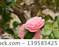 Beautiful pink camellias 139585425