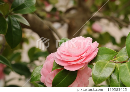 Beautiful pink camellias 139585425