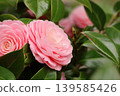 Beautiful pink camellias 139585426