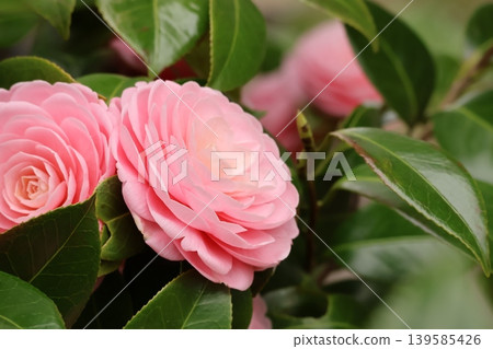 Beautiful pink camellias 139585426