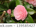Beautiful pink camellias 139585427