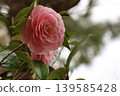 Beautiful pink camellias 139585428