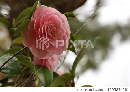 Beautiful pink camellias Beautiful pink camellias 139585428