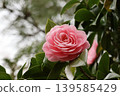 Beautiful pink camellias 139585429