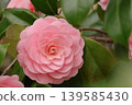 Beautiful pink camellias 139585430