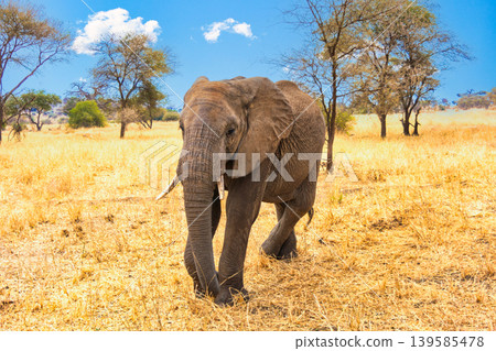 Animals of Tarangire National Park, Tanzania 139585478