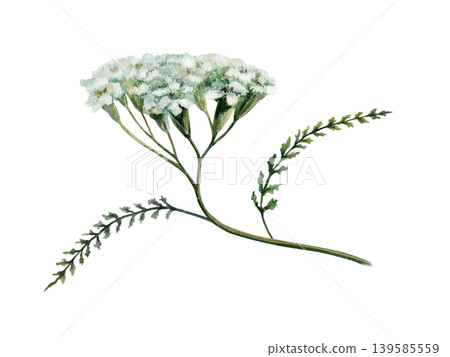 Yarrow plant branch watercolor illustration. White Achillea millefolium flower and leaves for pharmaceutical digestive medicine packaging, apothecary herbal tea label and organic skincare design Yarrow plant branch watercolor illustration. White Achillea millefolium flower and leaves for pharmaceutical digestive medicine packaging, apothecary herbal tea label and organic skincare design 139585559