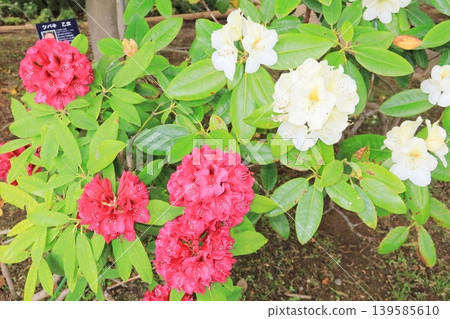 Rhododendron rhododendron Rhododendron rhododendron 139585610