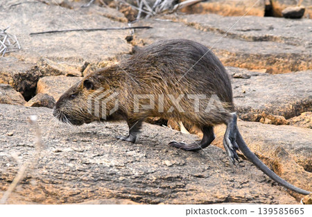 A nutria walking slowly A nutria walking slowly 139585665
