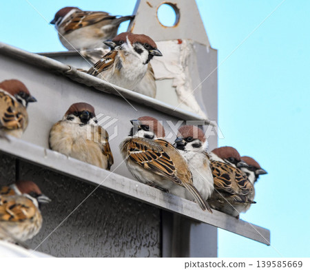 A flock of sparrows perched on the eaves of a container. A flock of sparrows perched on the eaves of a container. 139585669