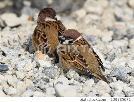 Two sparrows crouching on the ground 139585671