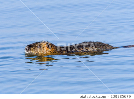 Nutria swims in the river 139585679