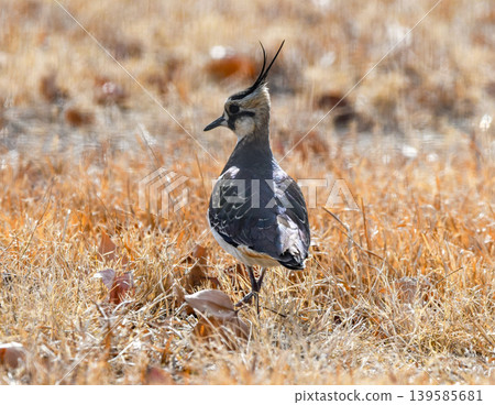 A northern lapwing alighted in the grass A northern lapwing alighted in the grass 139585681