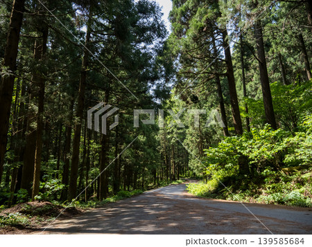 Forest road wrapped in fresh green 139585684