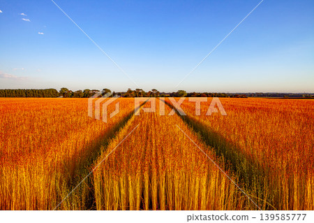 Flax fields in Normandy, France 139585777