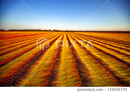 Flax fields in Normandy, France Flax fields in Normandy, France 139585779