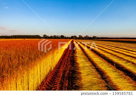 Flax fields in Normandy, France 139585781