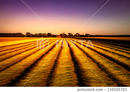Flax fields in Normandy, France Flax fields in Normandy, France 139585783