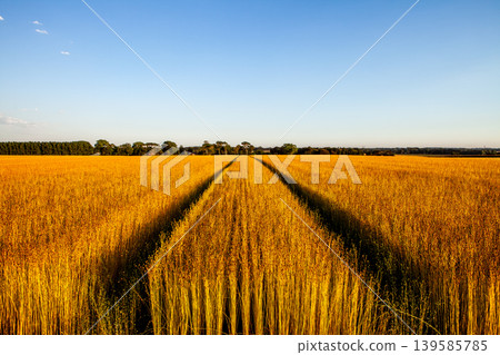 Flax fields in Normandy, France Flax fields in Normandy, France 139585785