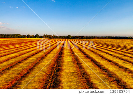 Flax fields in Normandy, France Flax fields in Normandy, France 139585794