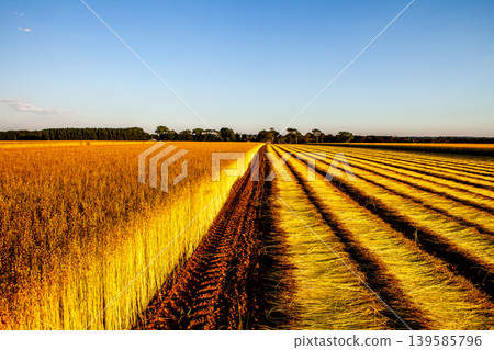 Flax fields in Normandy, France Flax fields in Normandy, France 139585796