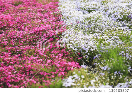 Pink and light purple moss phlox cover the slopes of the park. Pink and light purple moss phlox cover the slopes of the park. 139585807