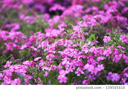 Pink moss phlox covers the slopes of the park. 139585810