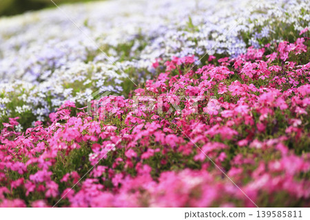 Pink and light purple moss phlox cover the slopes of the park. 139585811