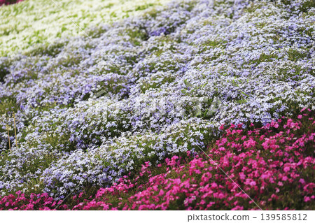 Pink, light purple, and white moss phlox cover the slopes of the park. 139585812